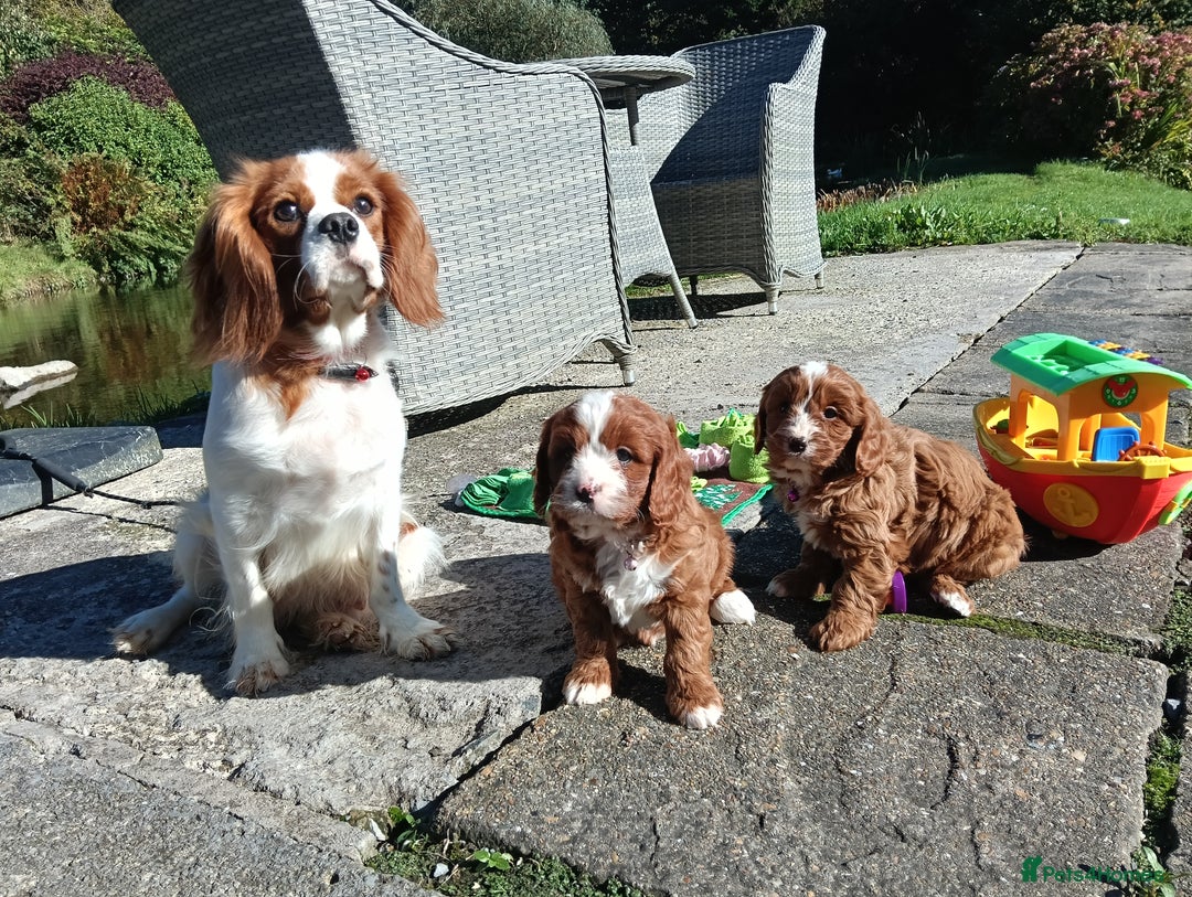 Cavapoo dogs for sale: Scrumptious Cavapoo puppies- Dad PRA tested - Image 11