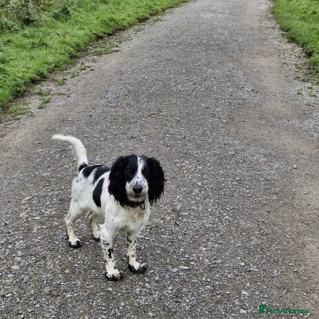 Cocker Spaniel dogs for sale: Working cocker spaniel needs a loving home - Advert 3