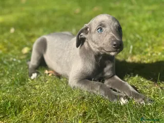 Whippet dogs KC REGISTERED BLUE SHOW TYPE WHIPPETS - Advert 2