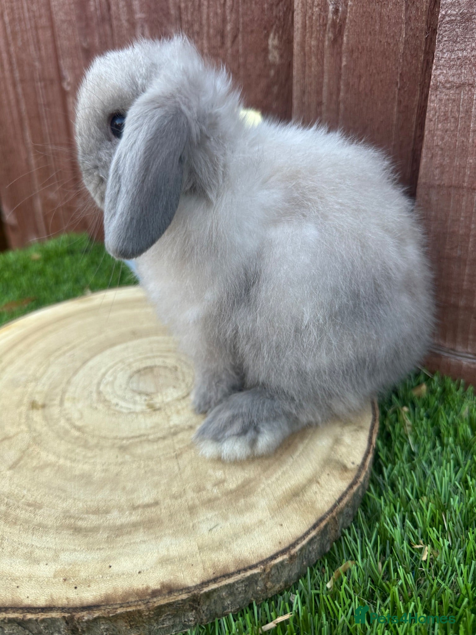 Mini Lop rabbits Beautiful purebred mini lops ready to reserve  - Advert 2