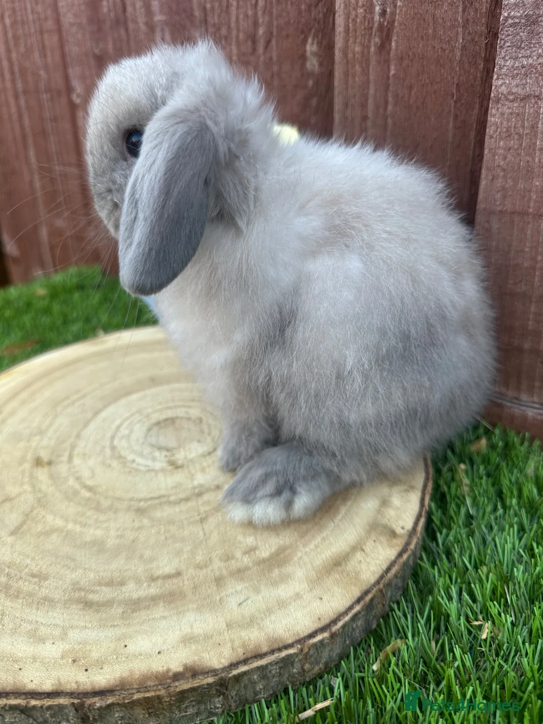 Mini Lop rabbits for sale: Beautiful purebred mini lops ready to reserve  - Advert 2