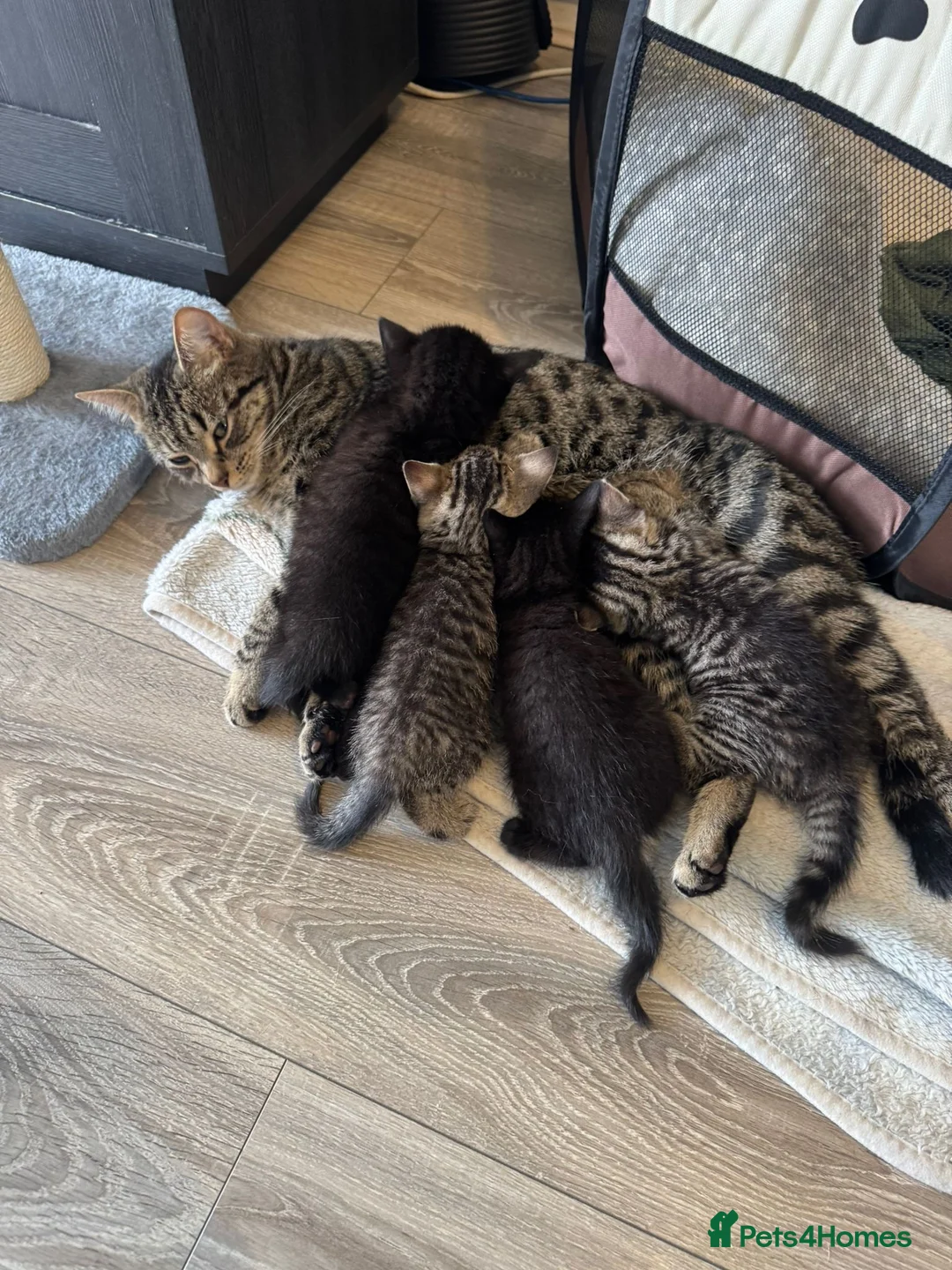 Mixed Breed cats for sale: X4 British Shorthair X Tabby - Advert 2