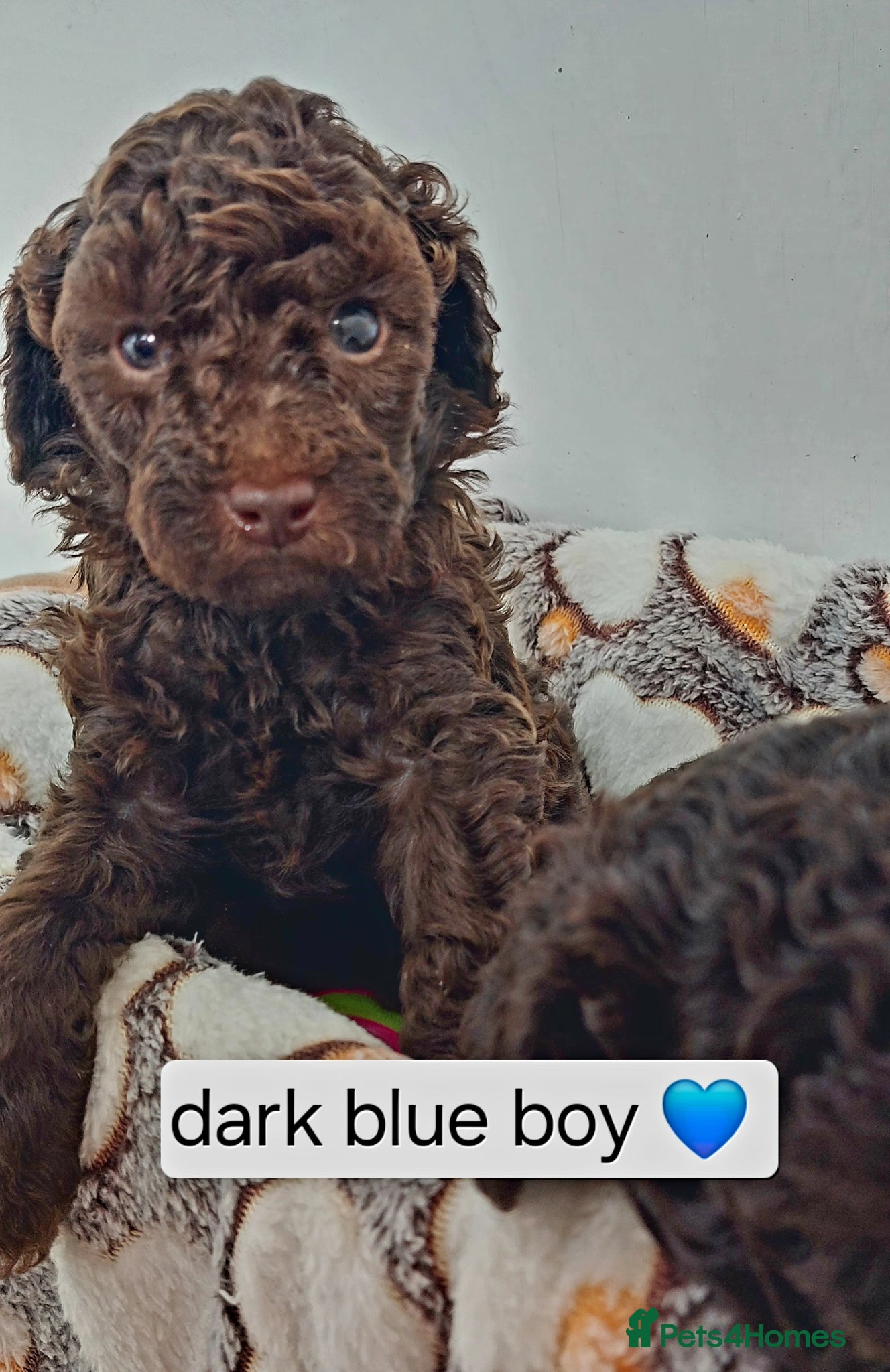 Toy Poodle dogs 🤎ONLY 3 AVAILABLE NOW CHOCOLATE TOY POODLE🤎  - Advert 2