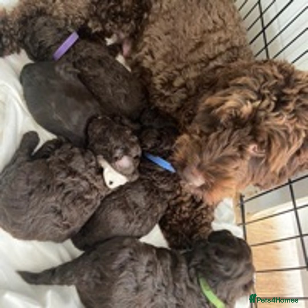 Toy Poodle dogs for stud: Percy KC Chocolate Phantom Toy Poodle Stud in Middlesbrough - Advert 12