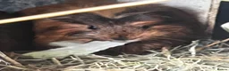 Guinea Pig rodents for sale: Beautiful Well Handled Babies  - Advert 2