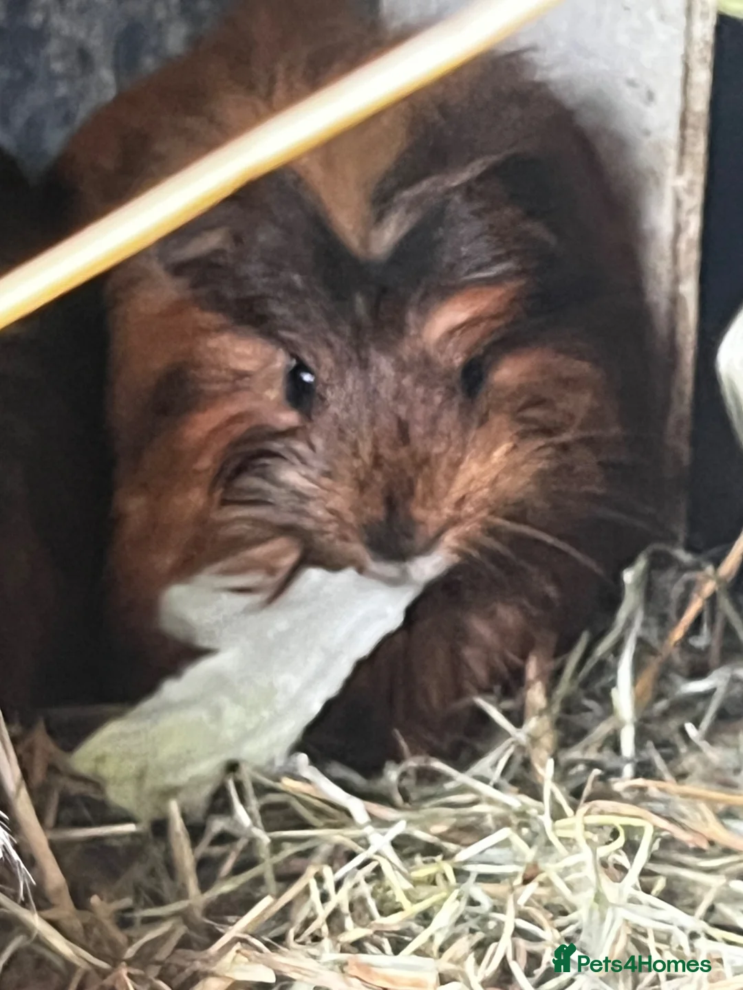 Guinea Pig rodents for sale: Beautiful Well Handled Babies  - Advert 2