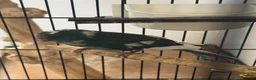 Parakeets birds for sale: Kakariki Babies  - Advert 5