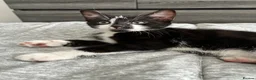 British Shorthair cats for sale: The Tuxedo Esquire, Sisters - Advert 32