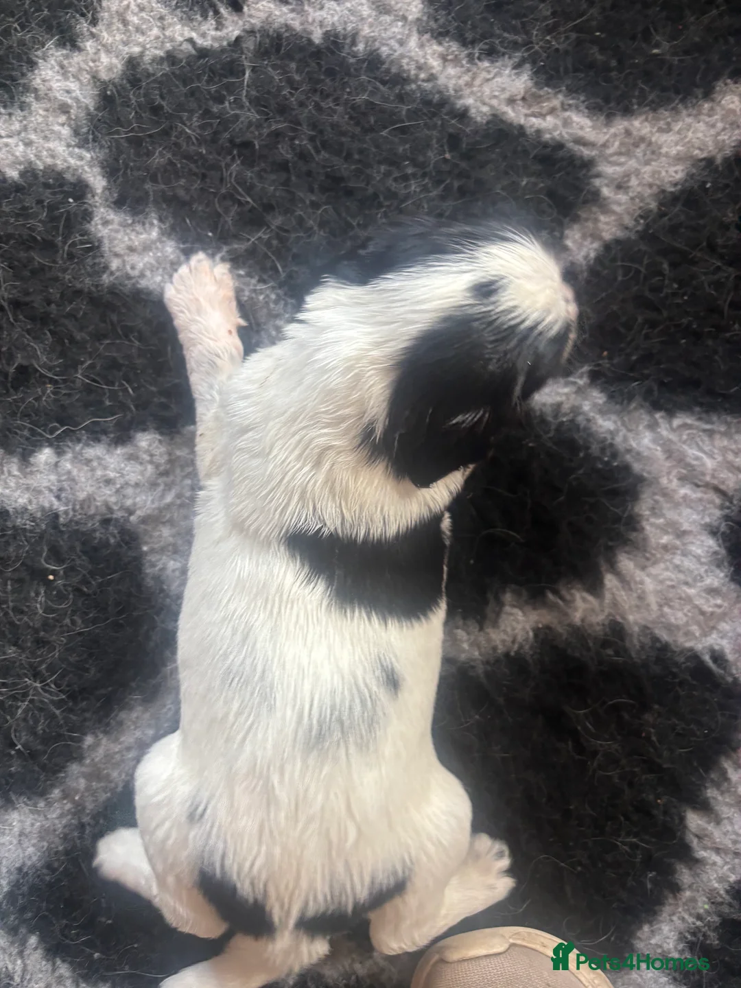 English Springer Spaniel dogs for sale: KC REG CHUNKY CUTIE 🥰 BOYS  - Advert 16