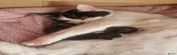 Mixed Breed cats for sale: 2 Beautiful Kittens  - Advert 2