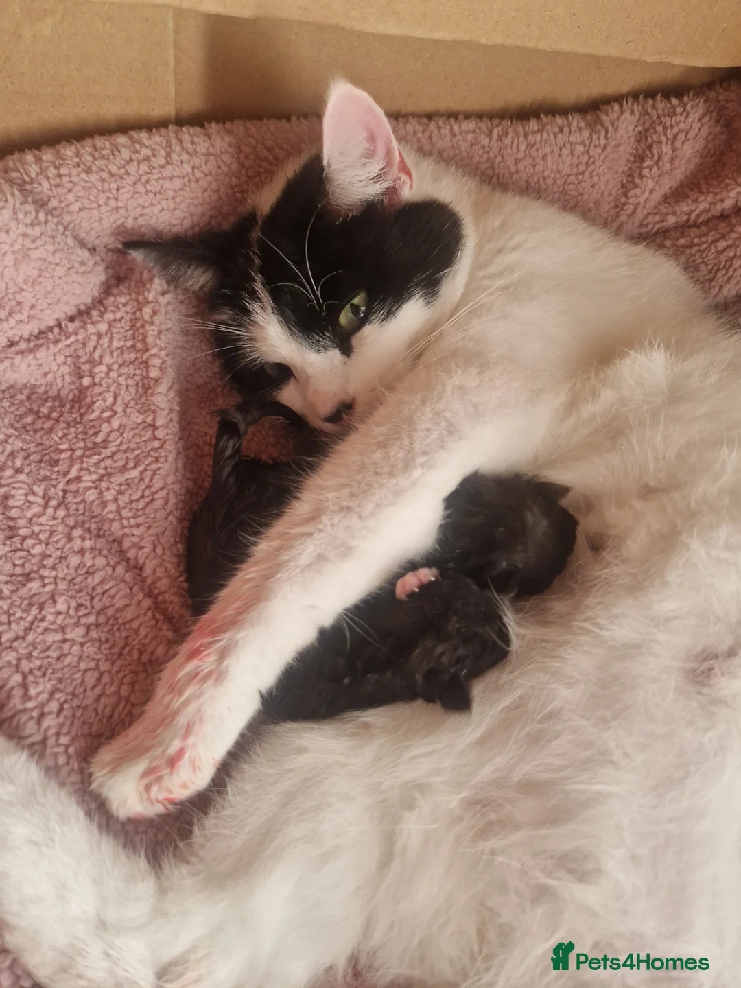 Mixed Breed cats for sale: 2 Beautiful Kittens  - Advert 2