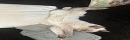 Mixed Breed cats for sale: Ragdoll mix girl needs new home - Advert 10