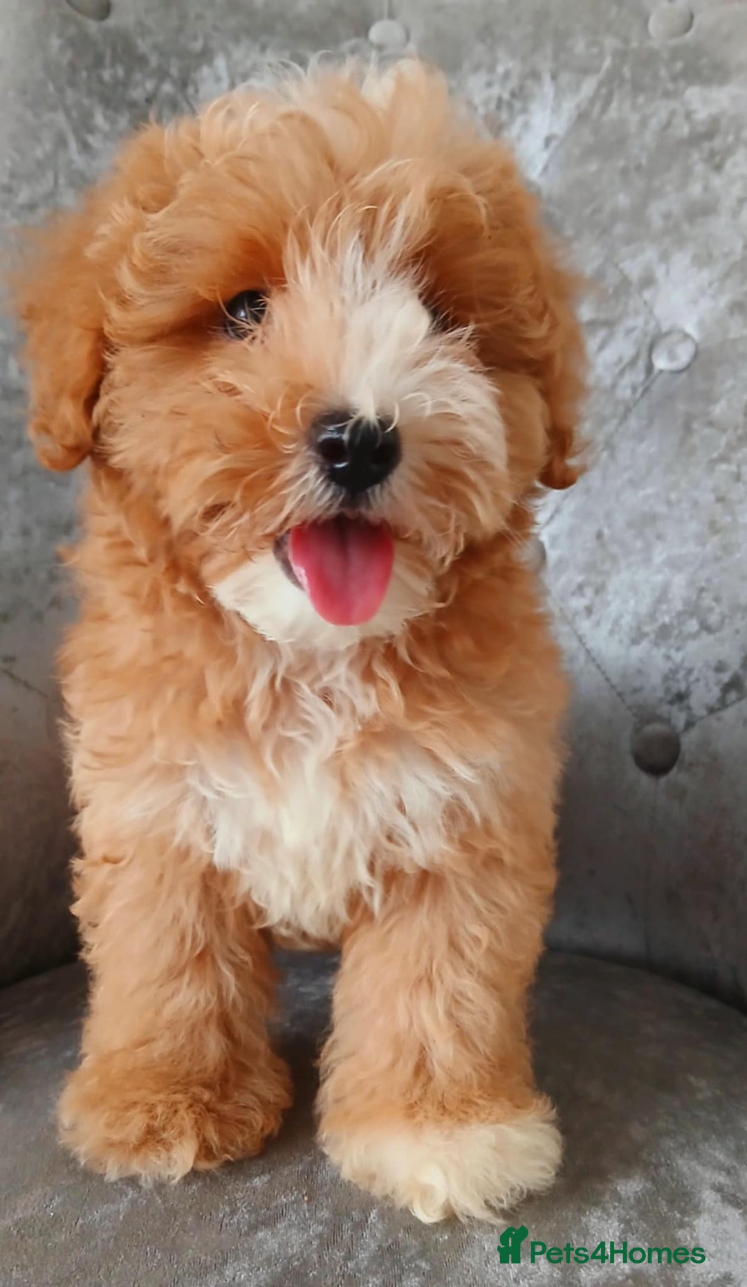 Maltipoo dogs for sale: Beautiful maltipoo puppies for sale - Image 6
