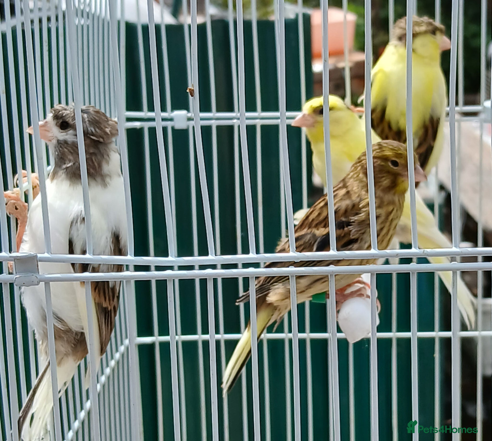 Canaries birds for sale: Canaries mixed Canaries  - Advert 12