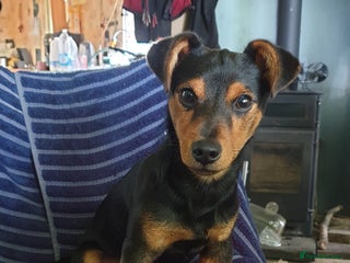 Jack Russell dogs in Llanidloes - Advert 17