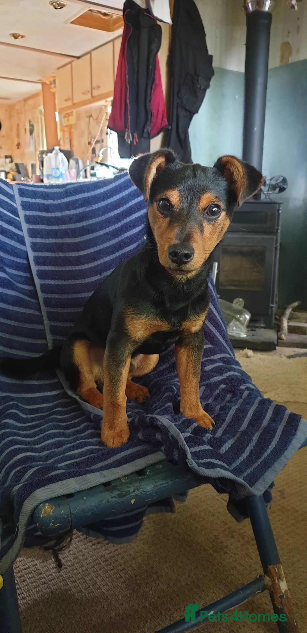 Jack Russell dogs for stud: Stud Black and Tan Jack Russell  in Llanidloes - Advert 1