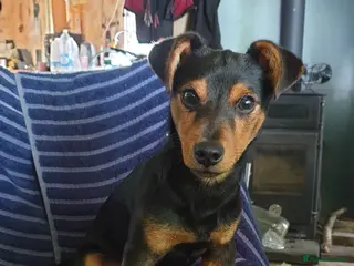 Jack Russell dogs Stud Black and Tan Jack Russell in Llanidloes - Advert 1