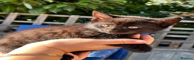 Domestic Shorthair 1