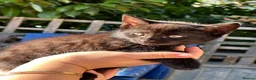 Domestic Shorthair cats for sale: 🐾 Adorable Kittens – 1Black Male & 3Tabby Females in Waltham Abbey - Advert 14