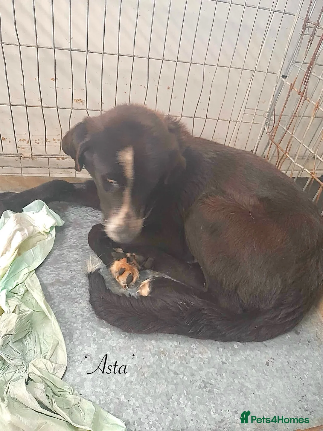 Mixed Breed dogs for adoption: Asta, 14 month approx. Available for adoption. in Brixham - Advert 1