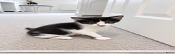 Mixed Breed cats for sale: Kittens looking for loving homes! in Leicester - Advert 8