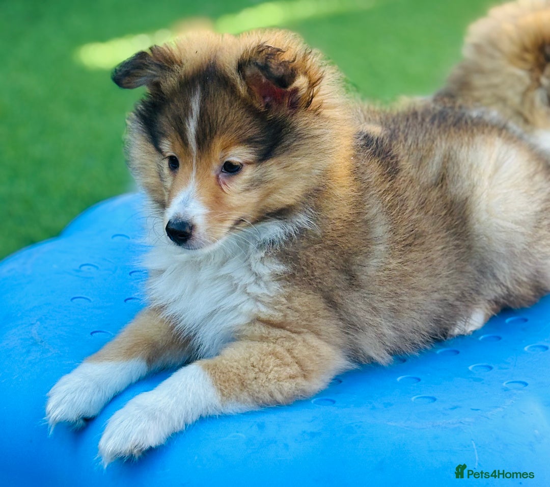 Shetland Sheepdog dogs for sale: Beautiful Shetland Sheepdog Puppies  in Goole - Image 3