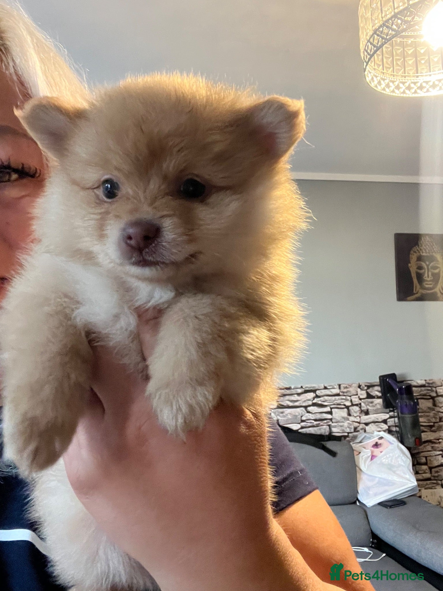 Pomeranian dogs Adorable small size Pomeranian puppies 🥰🐾🐾 - Advert 14