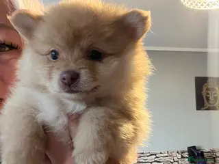 Pomeranian dogs Adorable small size Pomeranian puppies 🥰🐾🐾 - Advert 14