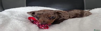 Miniature Dachshund 3