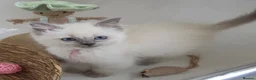 Ragdoll cats for sale: GCCF REGISTERED PEDIGREE RAGDOLL KITTENS  - Advert 8