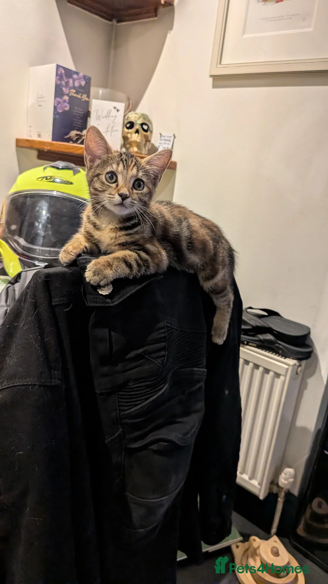 Mixed Breed cats for sale: Beautiful tabby mixed girl for sale in Tunbridge Wells - Advert 13