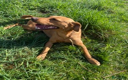 Labrador Retriever dogs for sale: Fox red Labrador  - Image 1