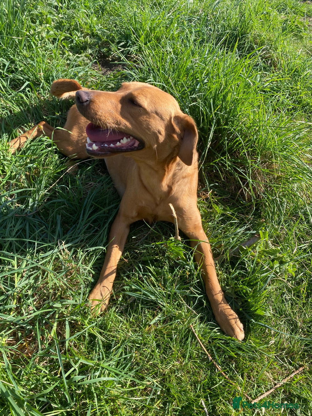 Labrador Retriever dogs for sale: Fox red Labrador  - Image 1