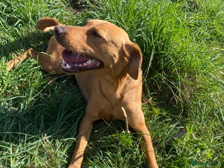 Labrador Retriever dogs - Advert 3