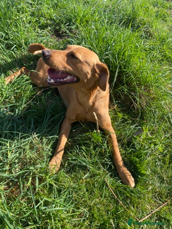 Labrador Retriever dogs - Advert 1