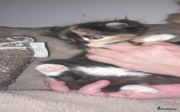 Sphynx cats for sale: Sphynx varient x ragdoll elf ears - Image 5