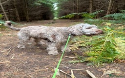 Sproodle dogs for sale: Beautiful Brown merle Sproodle - Image 1