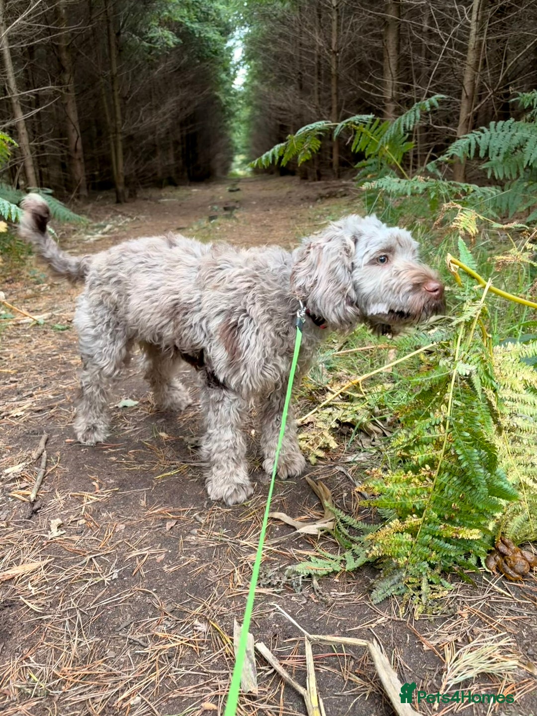 Sproodle dogs for sale: Beautiful Brown merle Sproodle - Image 1