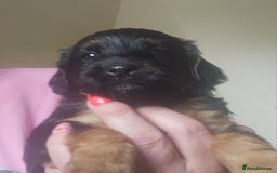 Cockapoo dogs for sale: The best cockapoos - Image 21