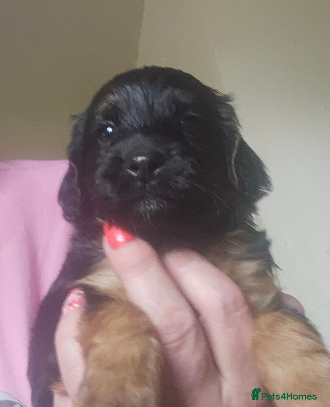 Cockapoo dogs for sale: The best cockapoos - Image 21