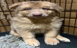 German Shepherd dogs for sale: German Shepherd Puppies Liver Isabella Blue Black  - Advert 26