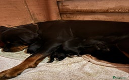 Rottweiler dogs for sale: Chunky Rottweiler puppies for sale  - Image 10