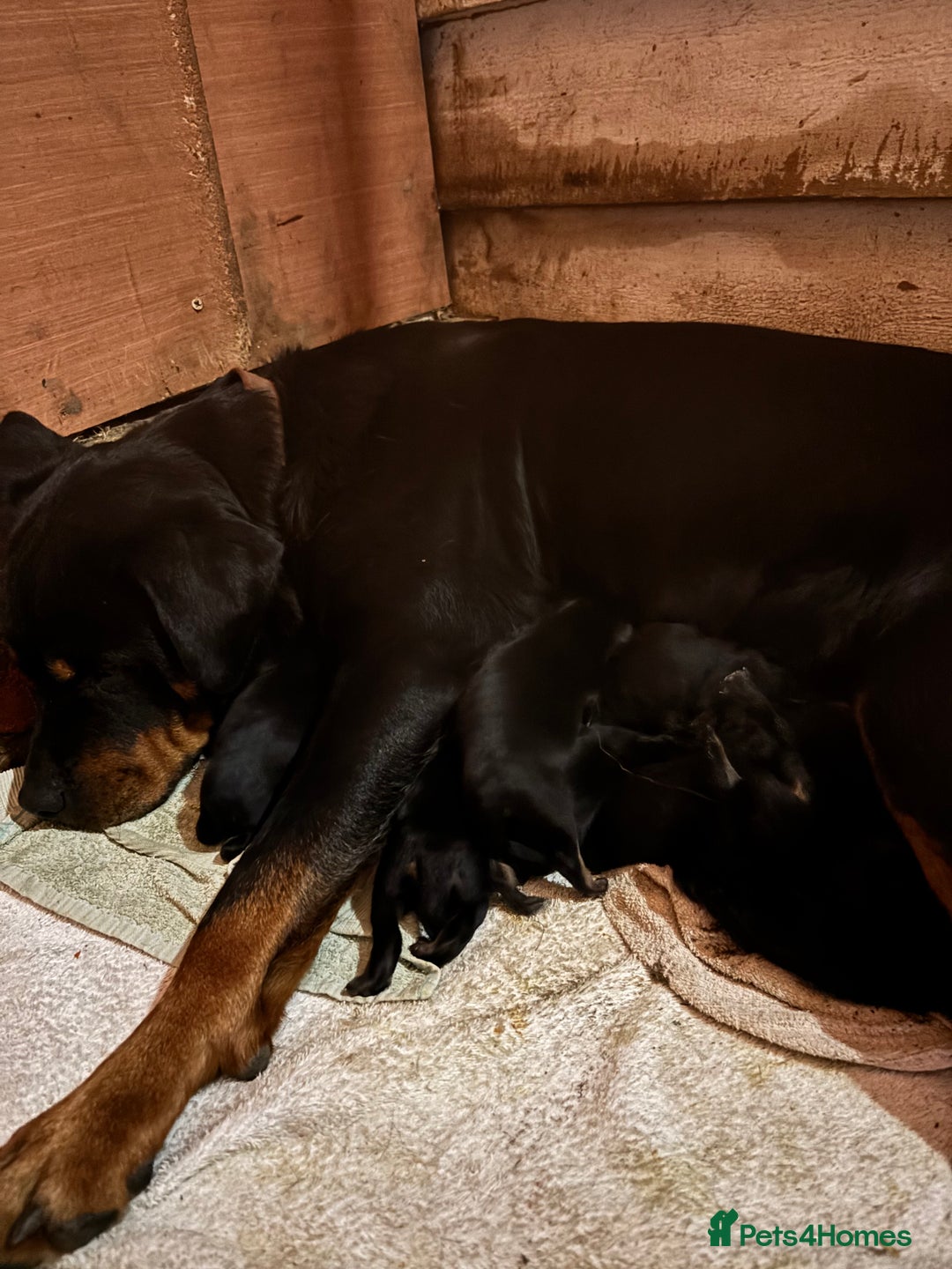 Rottweiler dogs for sale: Chunky Rottweiler puppies for sale  - Image 10