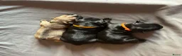 French Bulldog dogs for sale: Pedigree French bulldog puppies.  - Advert 7