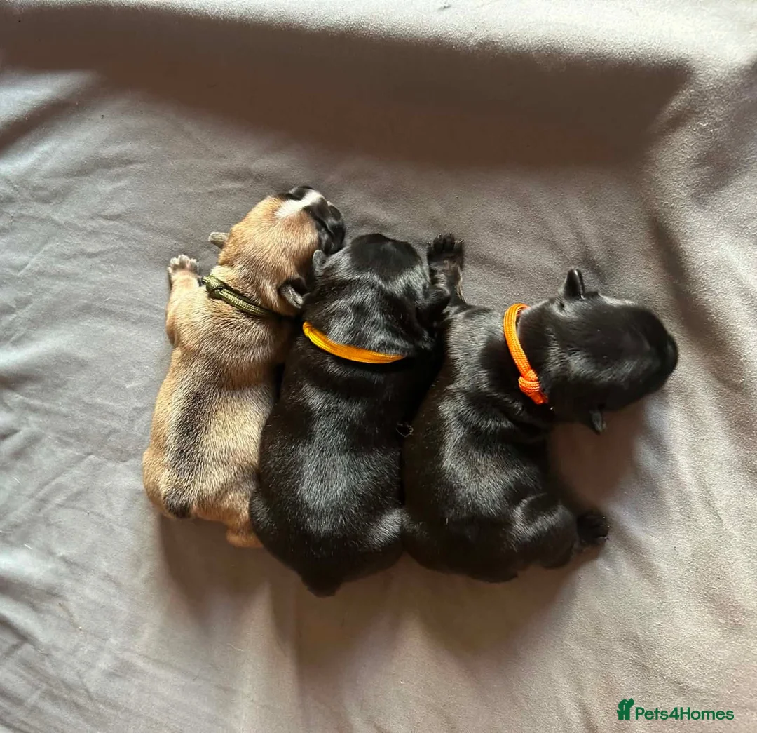 French Bulldog dogs for sale: Pedigree French bulldog puppies.  - Advert 7