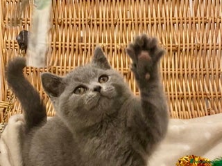 British Shorthair cats 🧸EXCEPTIONAL QUALITY PURE BREED BSH TEDDY BEARS🧸 - Advert 14