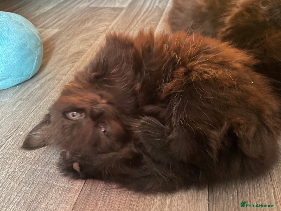 Mixed Breed cats for sale: Only 2 fluffy female black kittens left - Image 5
