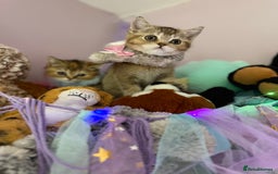 British Shorthair cats for sale: BSH champion lines - Image 3