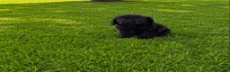 Cocker Spaniel dogs for sale: Cocker spaniel in London - Advert 3