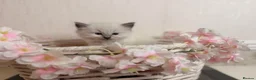 Ragdoll cats for sale: 10 Stunning Ragdoll Kittens available 🐾 in Henfield - Advert 20